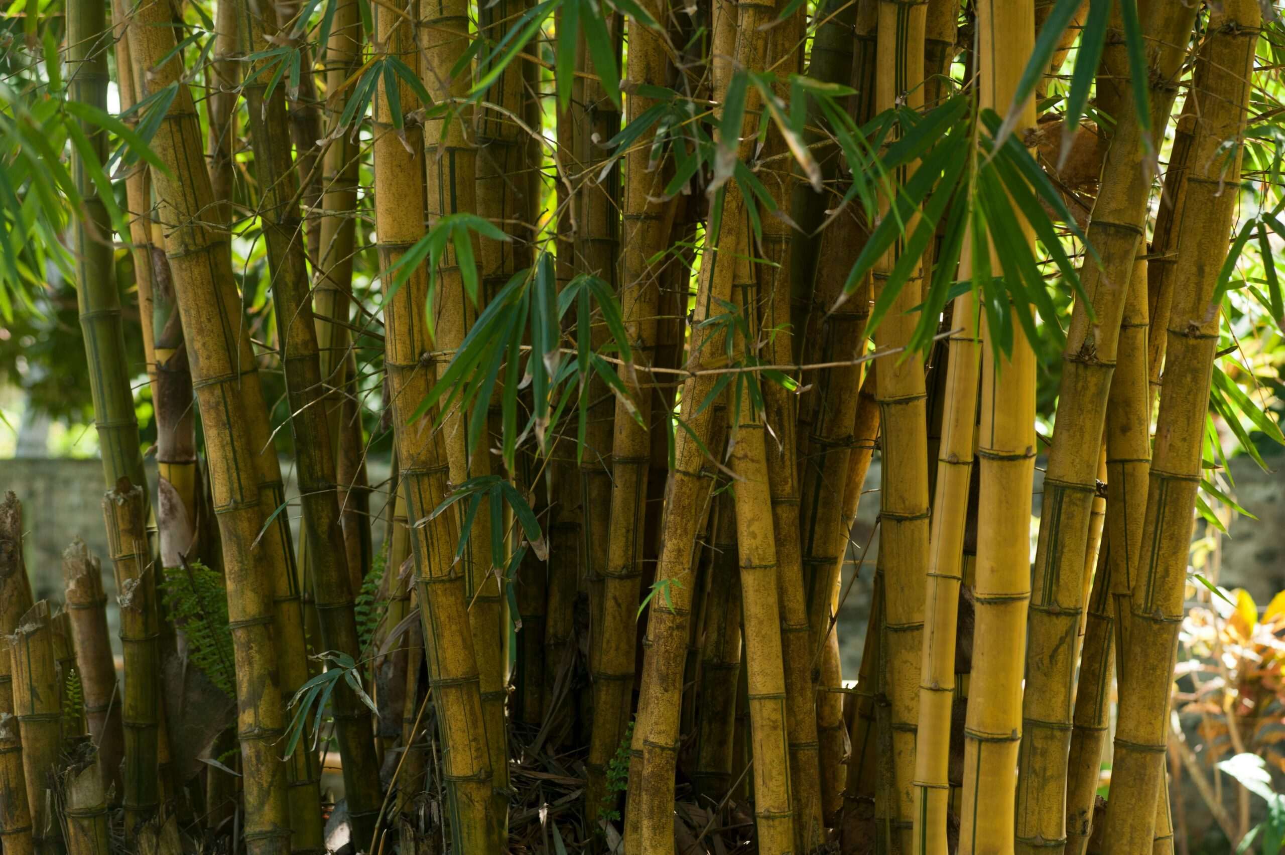 The Sustainable Marvel of Bamboo Products: Why They’re the Best Choice for the Environment